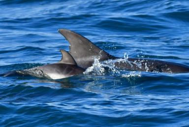 Un nouveau-né et un adulte grand dauphin nagent dans la Chaussée de Sein. Seuls leurs ailerons affleurent. Les des plis fœtaux sont visibles sur le flanc du petit.