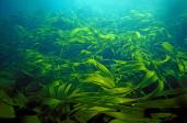Un champ d'algues laminaires digitées (Laminaria digitata) en mer d'Iroise