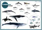 Affiches : les mammifères marins des îles et de la mer d'Iroise