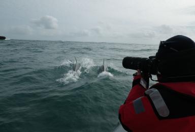 Un agent est en train de photographier les ailerons de 2 grands dauphins pour les identifier
