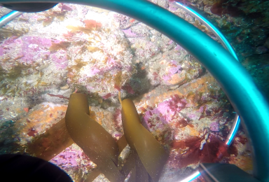 Relevé vidéo des habitats marins dans le cadre du projet ARPI