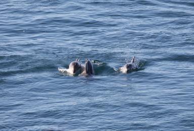 Grands dauphins. Photo réalisée lors de la campagne de survol Mégascope en 2017