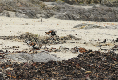 Tournepierres à collier (Arenaria interpres) recherchant leur nourriture dans la laisse de mer