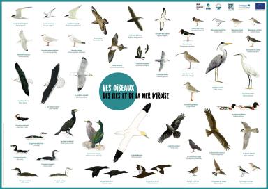 Affiche  les oiseaux des îles et de la mer d'Iroise