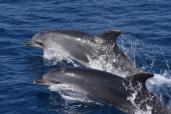 2 grands dauphins sautent hors de l'eau