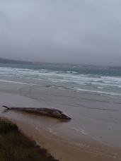 Carcasse de Rorqual commun échouée sur la plage de Kervel