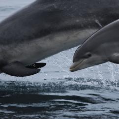Plongeon d'un grand dauphin adulte et un petit