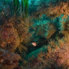 Vue sous-marine d'un petit poisson dans le champs d'algues