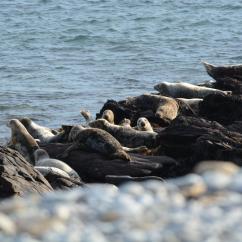 Phoques gris dans l'archipel de Molène