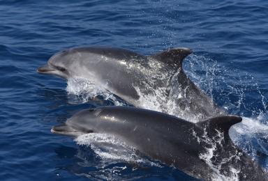 2 grands dauphins sautent hors de l'eau